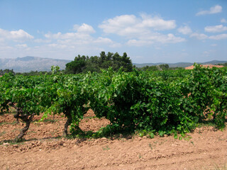 wine landscape and viticulture in Provence, France