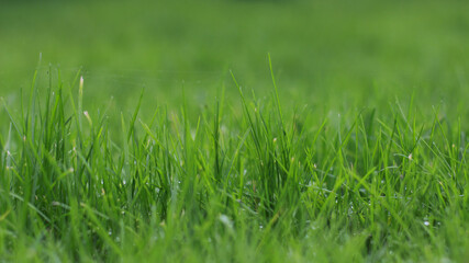 Fototapeta premium green grass background