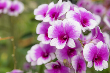 Fototapeta na wymiar Beautiful purple orchid,Blooming in the garden