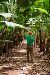 Campesino en el interior de una plantación de plátanos en Tenerife, Canarias