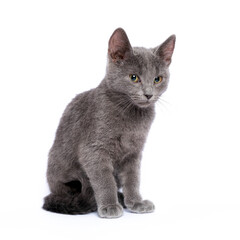 Obraz premium Gray kitten isolated on white background