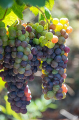 Racimos de uvas al contraluz