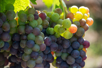 Detalle de racimos madurando en una parra 