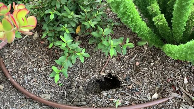 Gopher filling up it's dirt hole in the ground of a plant bed, time lapse  