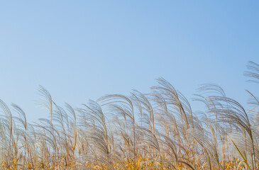 Fototapeta premium ススキと青空