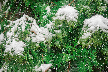 Fototapeta premium Closeup of Christmas tree with light, snow flake. Christmas and New Year holiday background. vintage color tone.