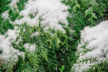 Closeup of Christmas tree with light, snow flake. Christmas and New Year holiday background. vintage color tone.