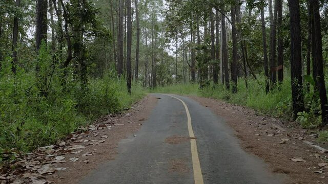 walking vedio shot of Road through the forest in Thung Salaeng Luang National Park
