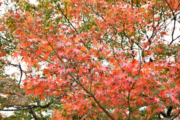 red maple leaves