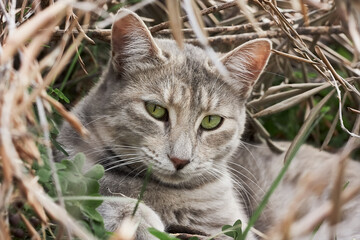 Closeup portrait of cute striped fur cat in the grass and leaves. Domestic wild cat. Veterinary and Internatinal cat day concept. Selective focus.