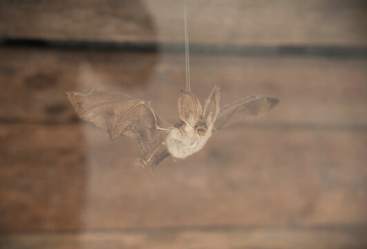 Preserved Chiroptera photographed through the window