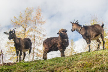 Free-range sheep and goats in the mountains