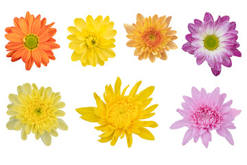 Blurred for Background.Beautiful multi color chrysanthemums as background picture.flower on clipping path.