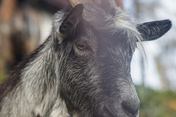 Gray goat in one of the Polish villages