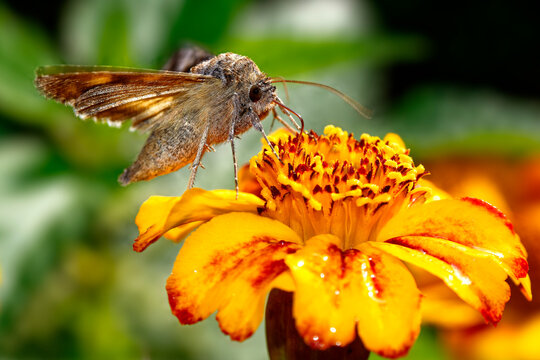 Moth collecting nectar from vibrant yellow flower