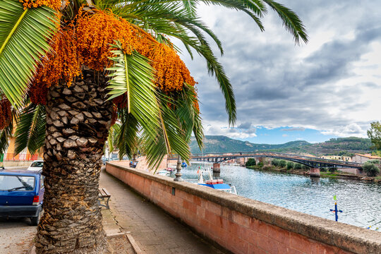 Palm Trees By Temo River In Bosa Riverwalk