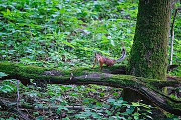 Red squirrel on the tree in the forest. color