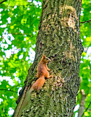 Obraz premium Red squirrel on the tree in the forest. color