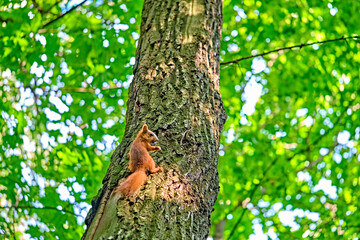 Obraz premium Red squirrel on the tree in the forest. color