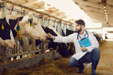 Careful cattle veterinarian with clipboard in hand checking on cows in barn on dairy farm