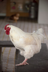 Maienfeld, Switzerland, Alps - August 23, 2020: Portrait of big, white rooster in the garden