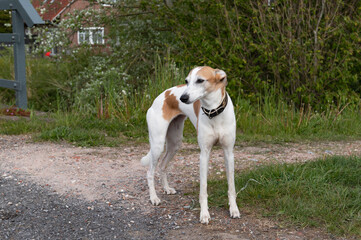 Stehender Whippet