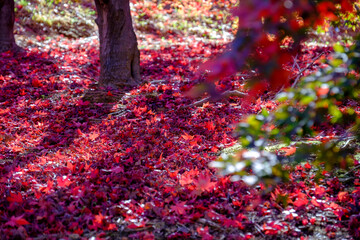 紅葉のもみじ
