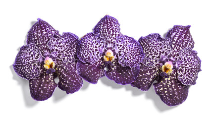 Beautiful purple orchid flowers isolated on white background