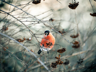 Beautiful male eurasian bullfinch with red chest sitting on a tree twig in winter in a local city...