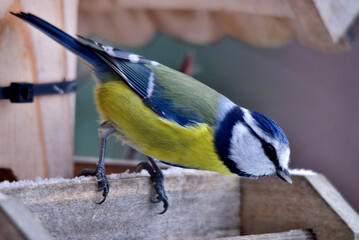 Eine Blaumeise beim Abflug vom Vogelhäuschen (Nahaufnahme)