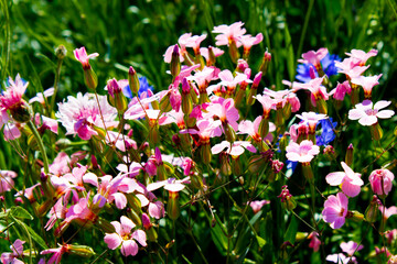 Naklejka premium Flora und Fauna