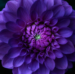 Purple dahlia flower macro shot in the garden