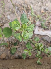 plants in a garden