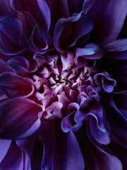 Macro of purple dahlia abstract floral macro photography
