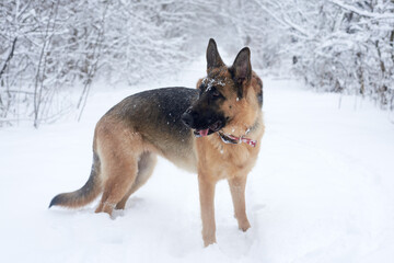 Brown and black german shepherd having fun in winter park forest. Dog with red collar, walking in forest on snowy weather. Pet training process. Full-length standing dog portrait.