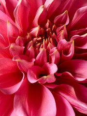 Macro shot of pink dahlia flower