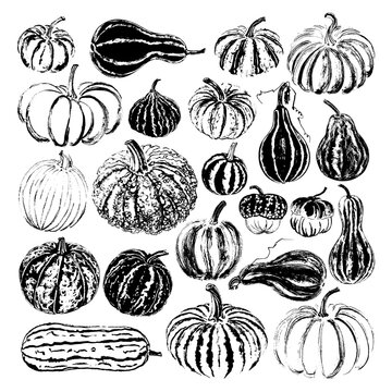 Set of twenty two pumpkins. Brush texture. Isolated on white. Vector illustration