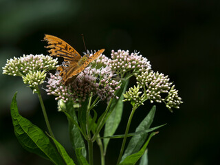 Schmetterling gealtert 