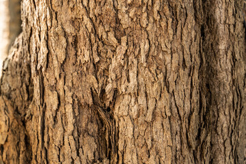 Tree bark