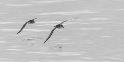 A balearic shearwater (Puffinus mauretanicus) flying in in the Mediterranean Sea and diving to get fish