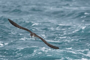 Obraz premium A balearic shearwater (Puffinus mauretanicus) flying in in the Mediterranean Sea and diving to get fish