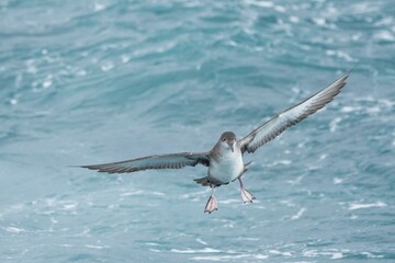 A balearic shearwater (Puffinus mauretanicus) flying in in the Mediterranean Sea and diving to get fish
