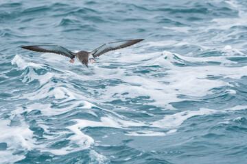 Obraz premium A balearic shearwater (Puffinus mauretanicus) flying in in the Mediterranean Sea and diving to get fish