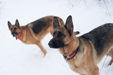 Two brown and black german shepherds having fun in winter park. Dogs with red collars, sitting in snow. looking at their master in forest. Pet training process.