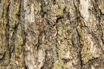 Pinus nigra subsp 'Nigra'  brown tree bark macro close up texture background commonly known as   Austrian Pine or black pine, stock photo image