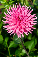 Dahlia 'Parkland Rave' a pink flower summer flower tuber plant, stock photo image