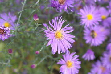 Obraz premium Blue wood- aster blooms in autumn in gardens and parks