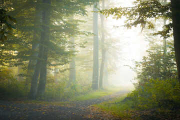 Nebel und Sonnenlicht in einem Wald im Herbst