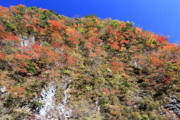 べふ峡　屏風岩　紅葉　（高知県）