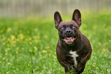 brown colored french bulldog breed dog happy while running and playing on a green field outdoors